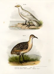 Sheatbill s bledou tváří, 1864
